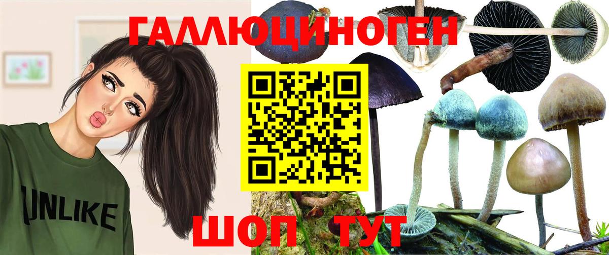 Псилоцибиновые грибы Psilocybe  Вход с VPN  Сухой Лог 